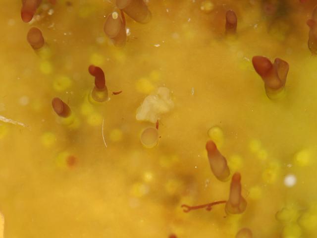 Palmaria palmata Dulse galled by unknown agent Penzance Cornwall Algal Gall images